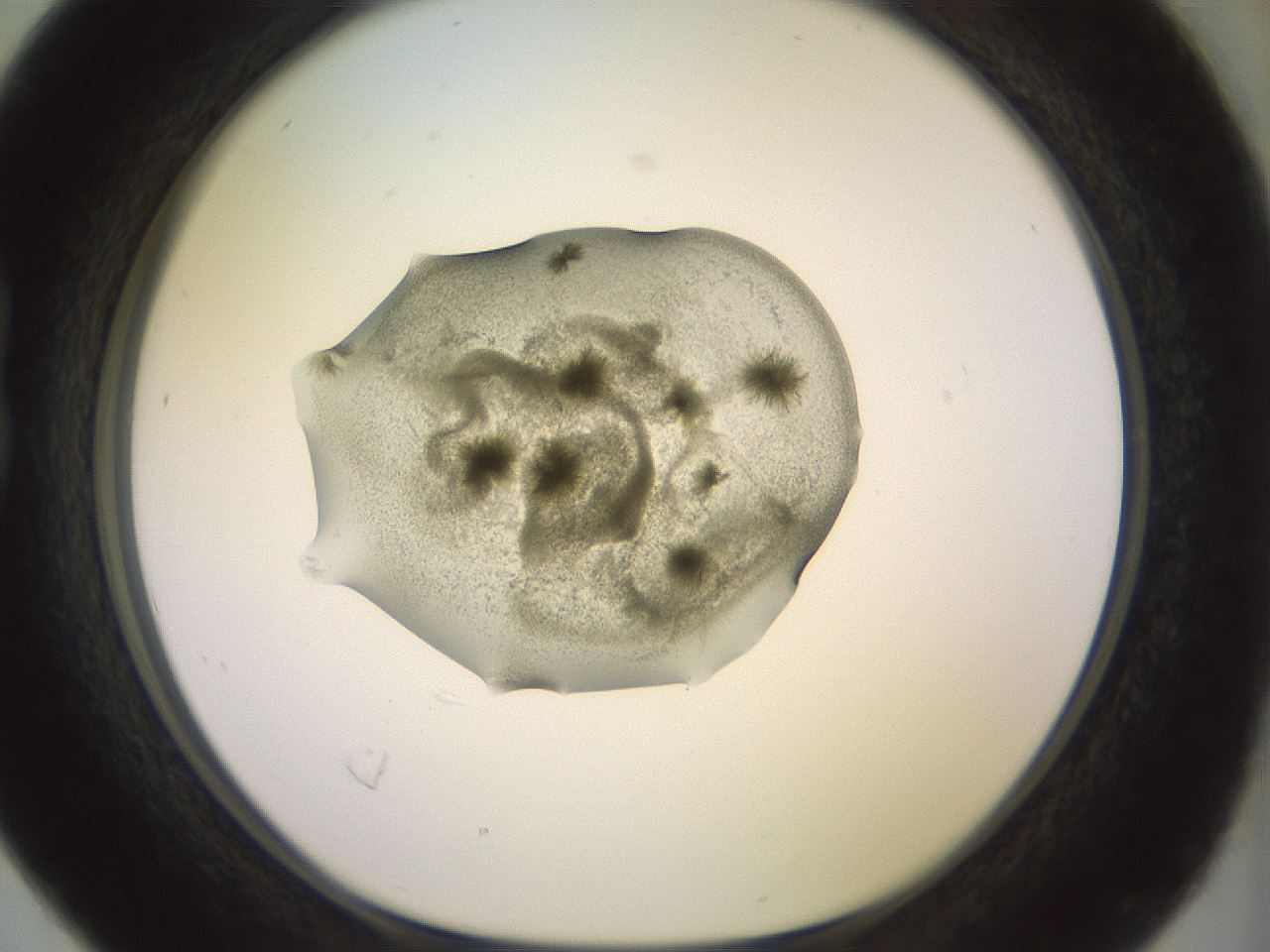 folderID902_plateID1902_batchID8137_wellNum16_profileID1_d1_r127106_ef.jpg