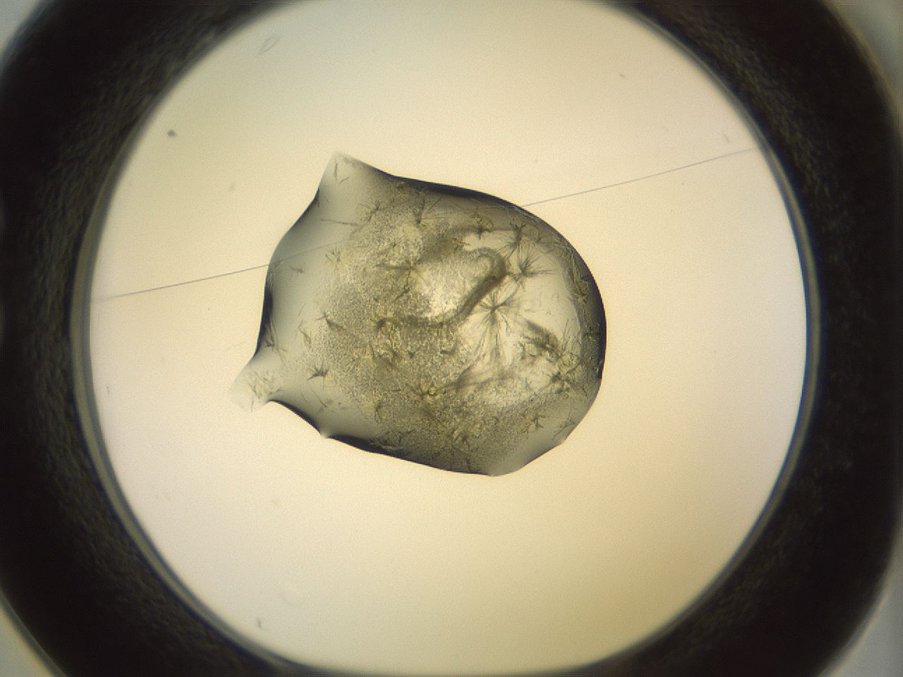 folderID902_plateID1902_batchID8137_wellNum25_profileID1_d1_r127115_ef.jpg