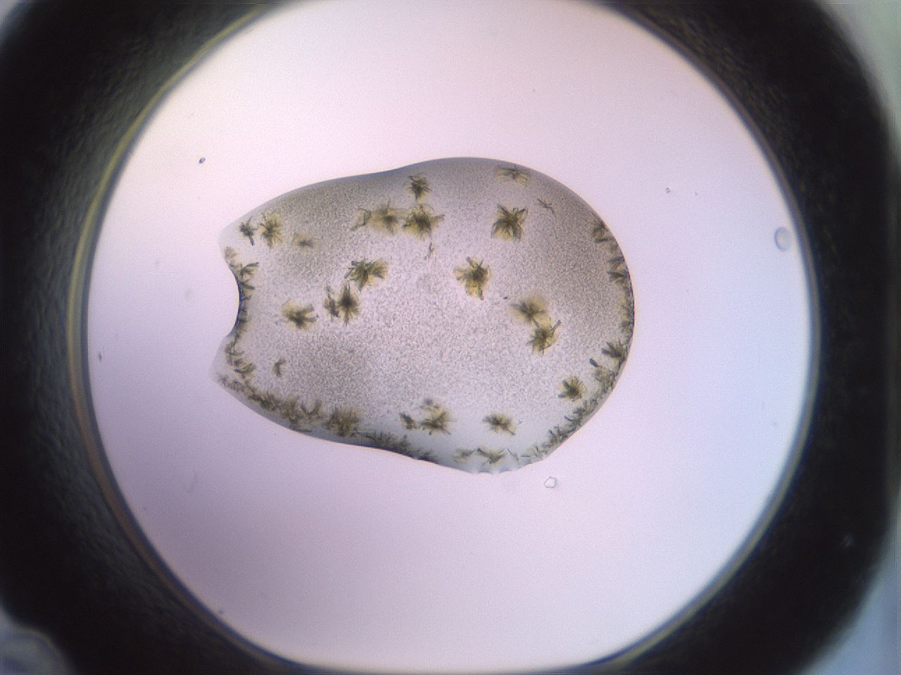 folderID902_plateID1902_batchID8137_wellNum48_profileID1_d1_r127138_ef.jpg