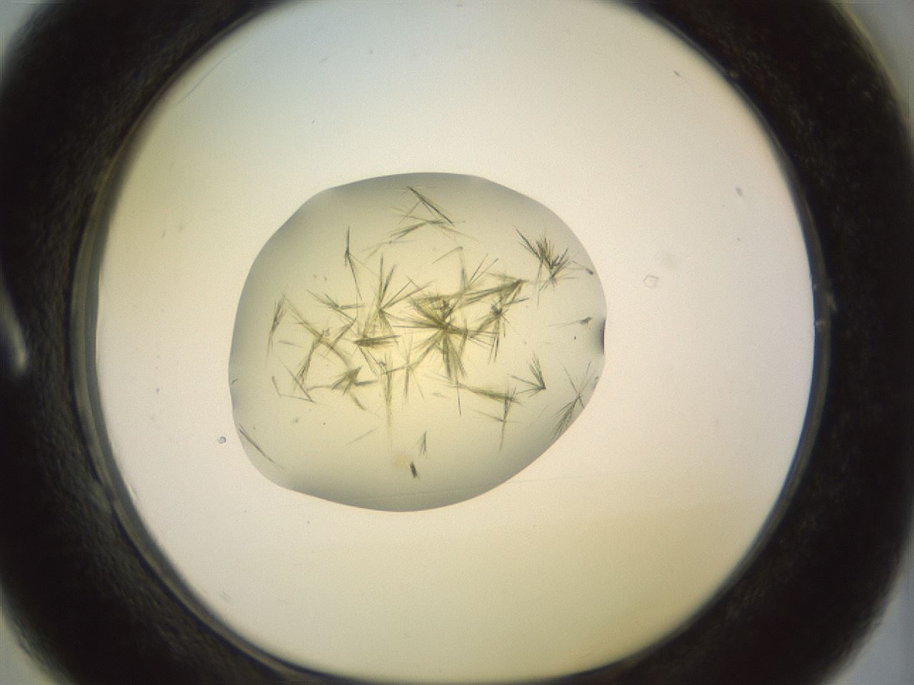 folderID903_plateID1903_batchID8141_wellNum1_profileID1_d1_r127475_ef.jpg