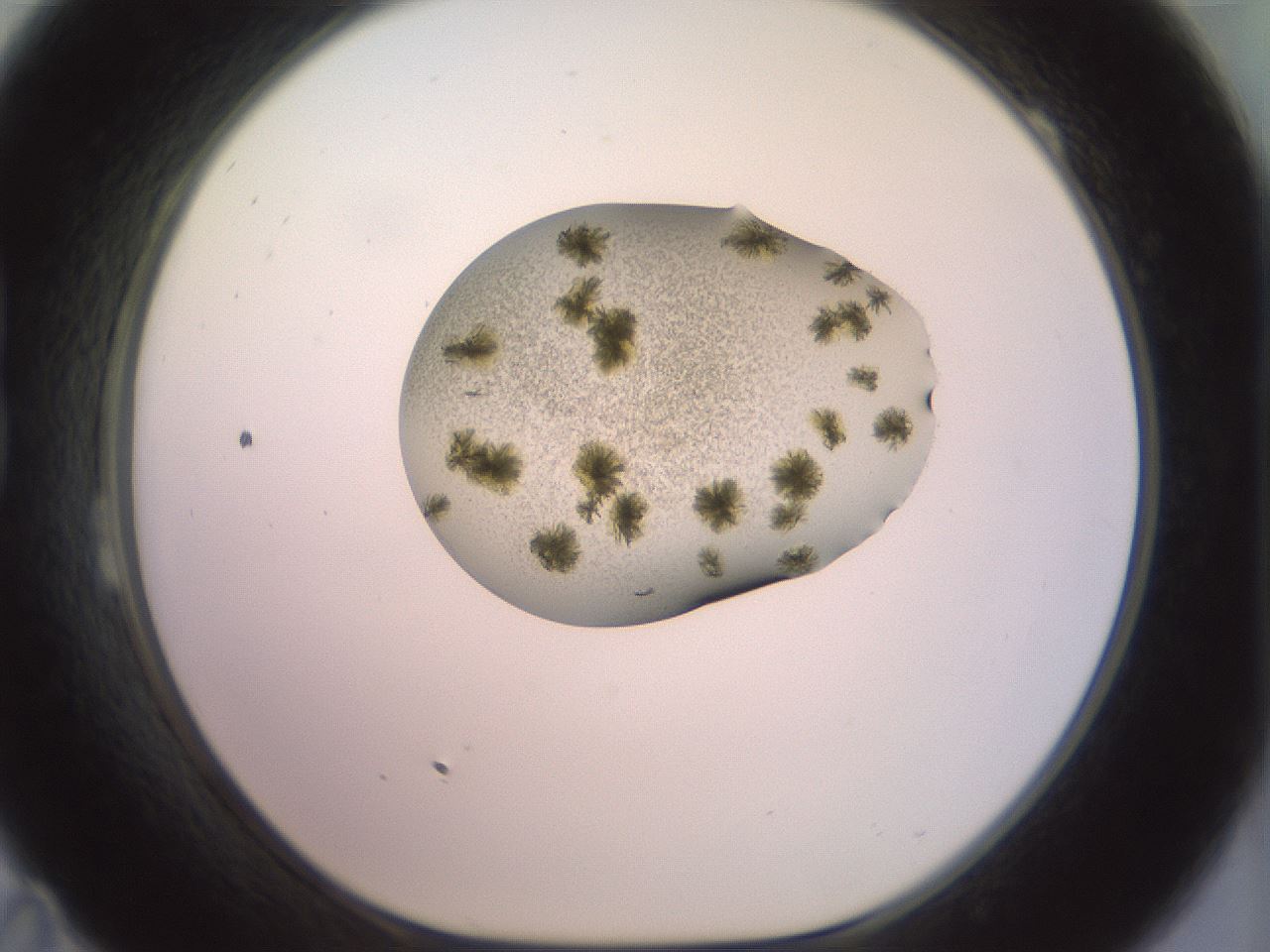 folderID904_plateID1904_batchID8139_wellNum23_profileID1_d1_r127305_ef.jpg