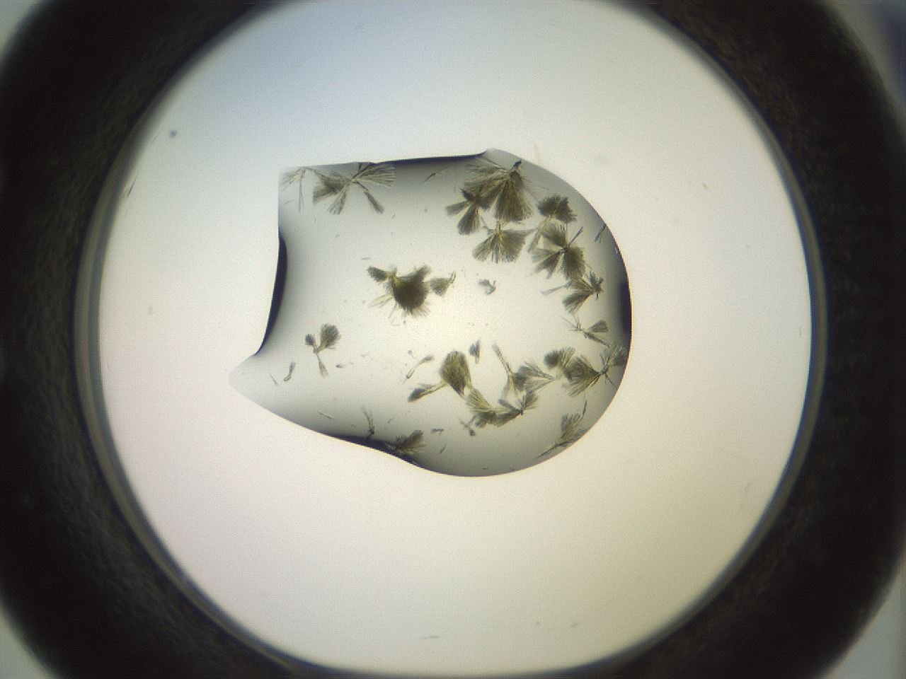 folderID904_plateID1904_batchID8139_wellNum51_profileID1_d1_r127333_ef.jpg