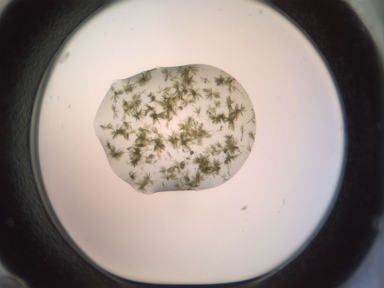 folderID904_plateID1904_batchID8139_wellNum72_profileID1_d1_r127354_ef.jpg