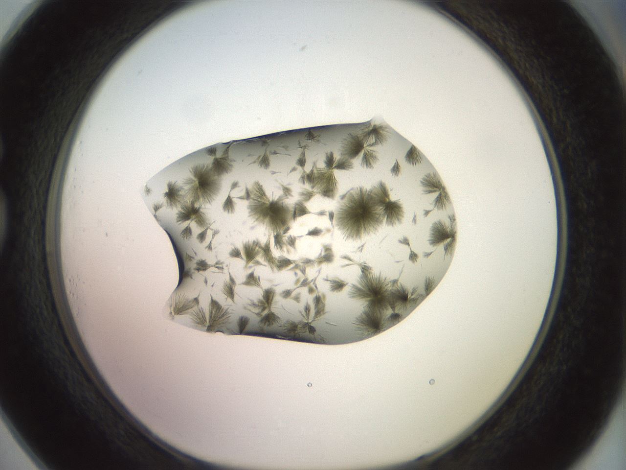 folderID904_plateID1904_batchID8139_wellNum73_profileID1_d1_r127355_ef.jpg