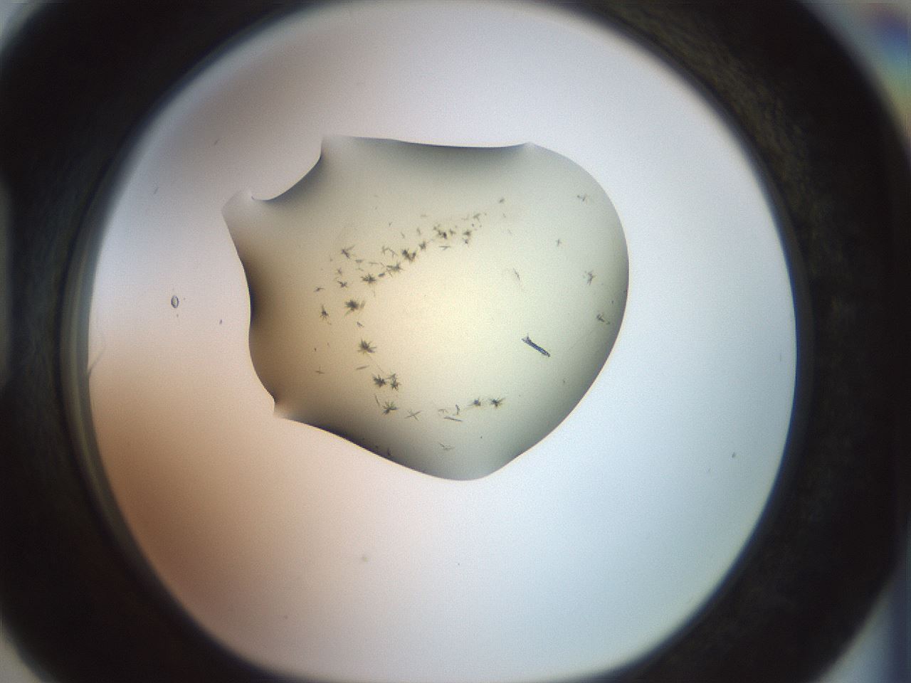folderID904_plateID1904_batchID8139_wellNum90_profileID1_d1_r127372_ef.jpg
