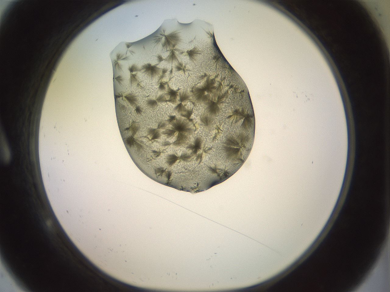 folderID904_plateID1904_batchID8139_wellNum9_profileID1_d1_r127291_ef.jpg
