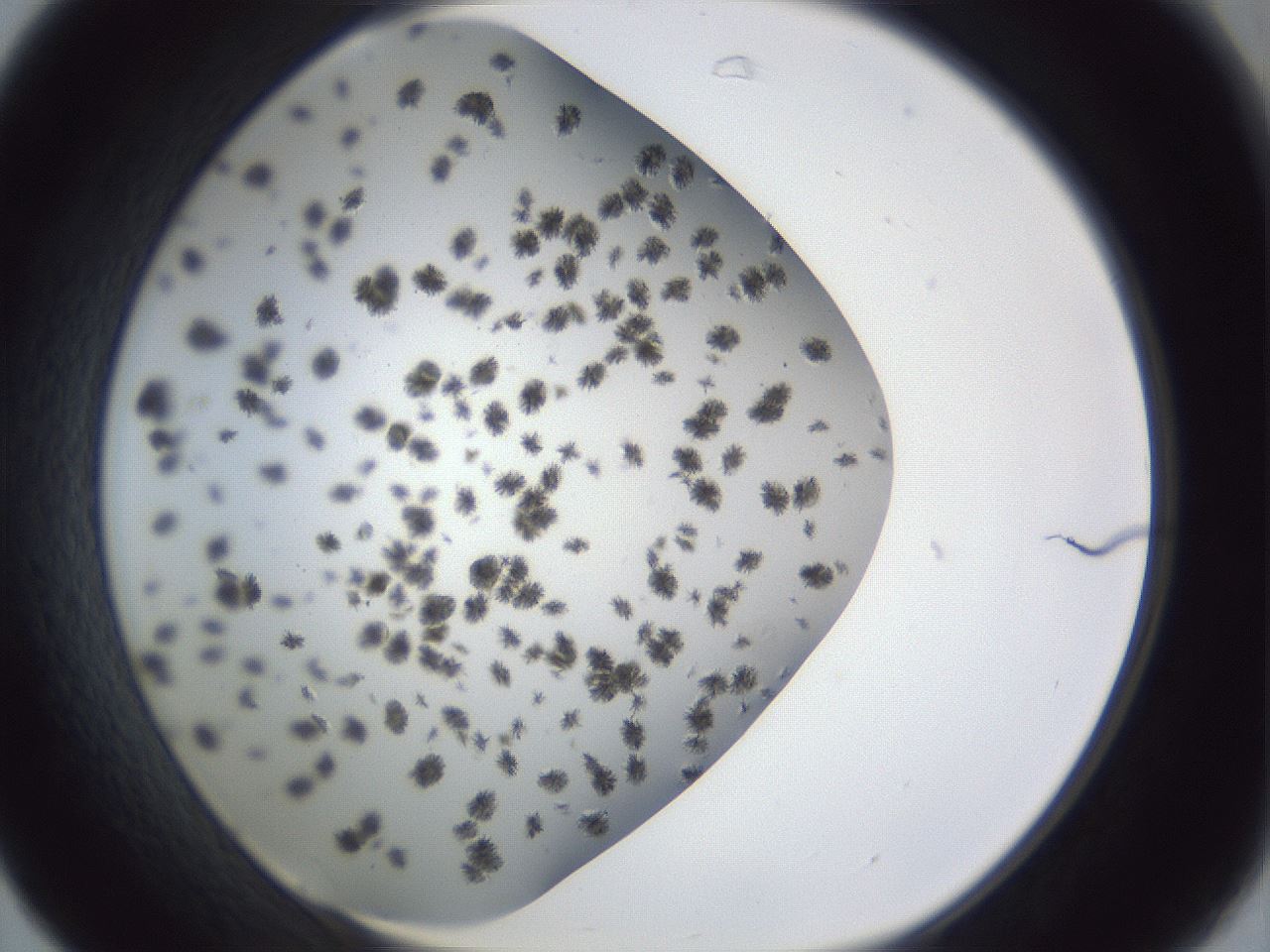folderID899_plateID1899_batchID8120_wellNum31_profileID1_d1_r126986_ef.jpg