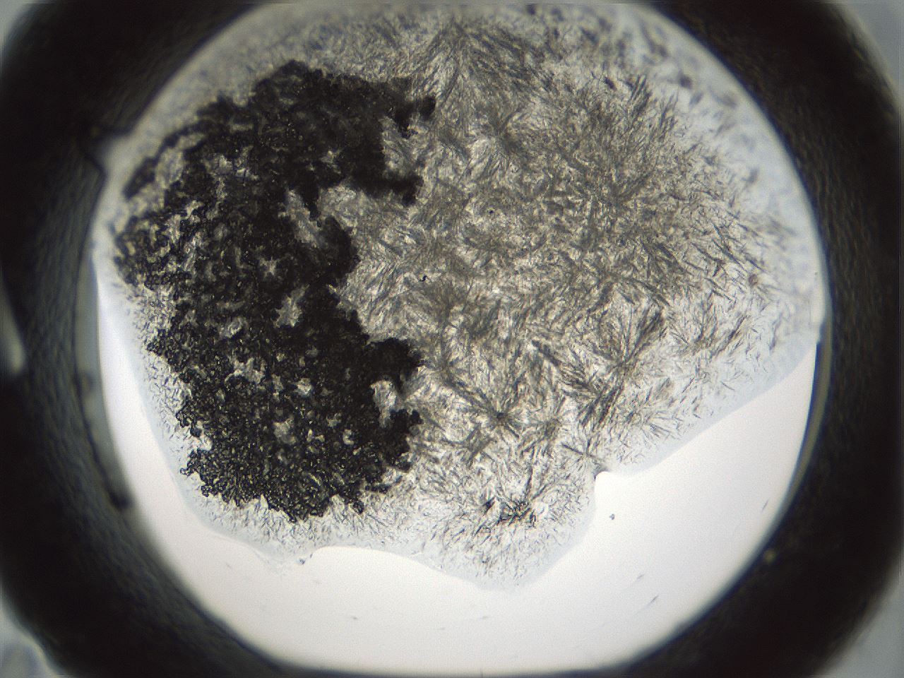folderID902_plateID1902_batchID8137_wellNum11_profileID1_d1_r127101_ef.jpg
