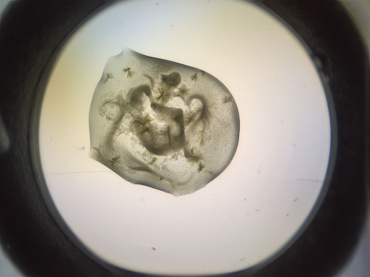 folderID902_plateID1902_batchID8137_wellNum7_profileID1_d1_r127097_ef.jpg