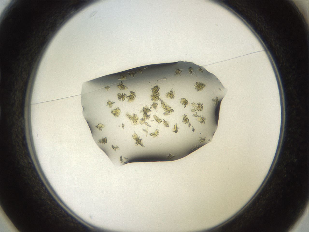 folderID905_plateID1905_batchID8130_wellNum25_profileID1_d1_r127211_ef.jpg