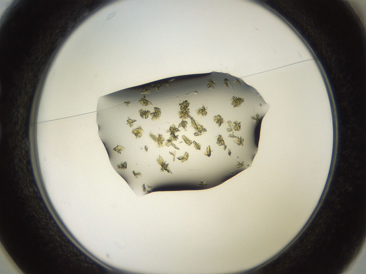 folderID905_plateID1905_batchID8138_wellNum25_profileID1_d1_r127211_ef.jpg