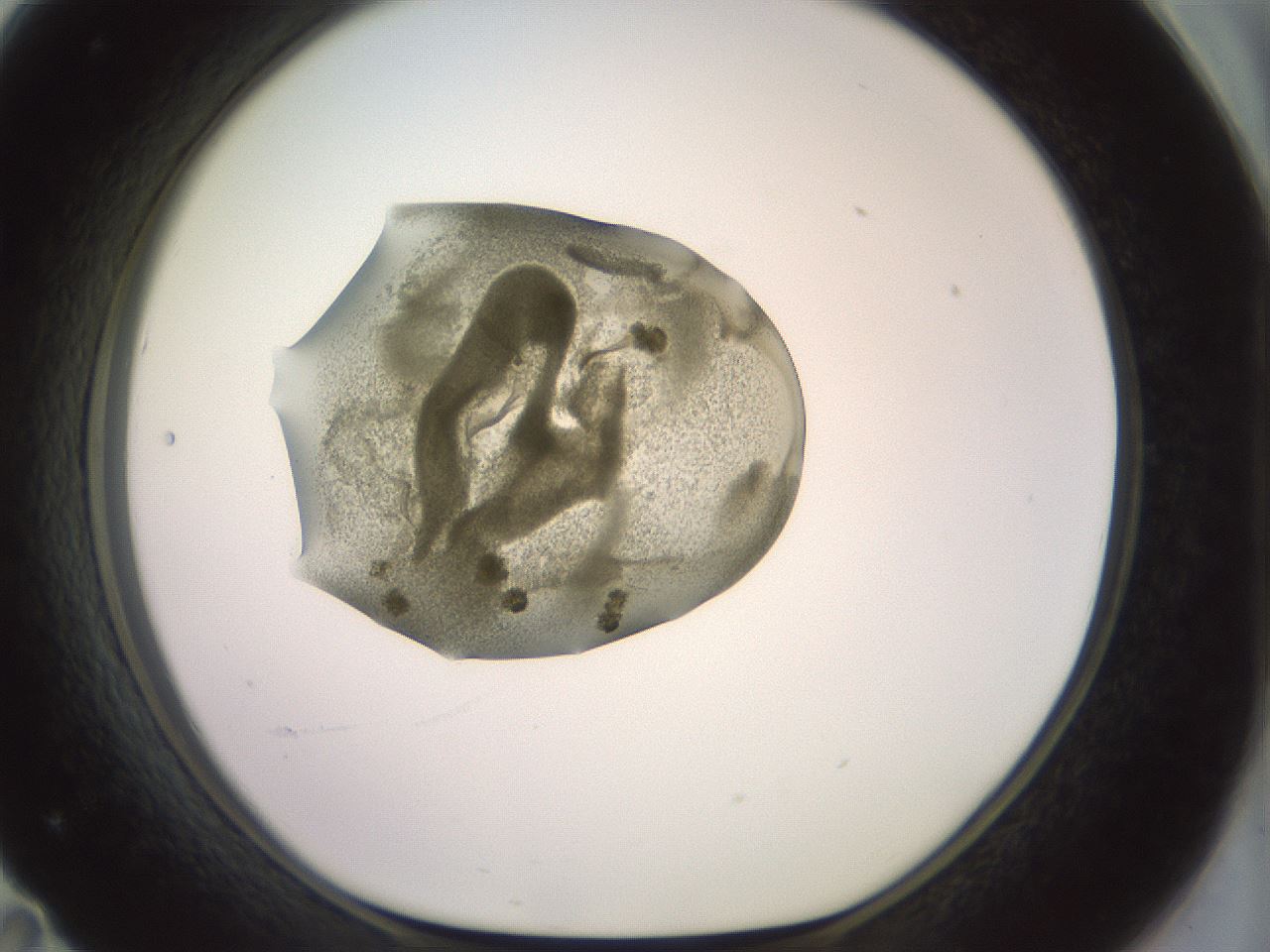 folderID909_plateID1909_batchID8142_wellNum71_profileID1_d1_r127641_ef.jpg