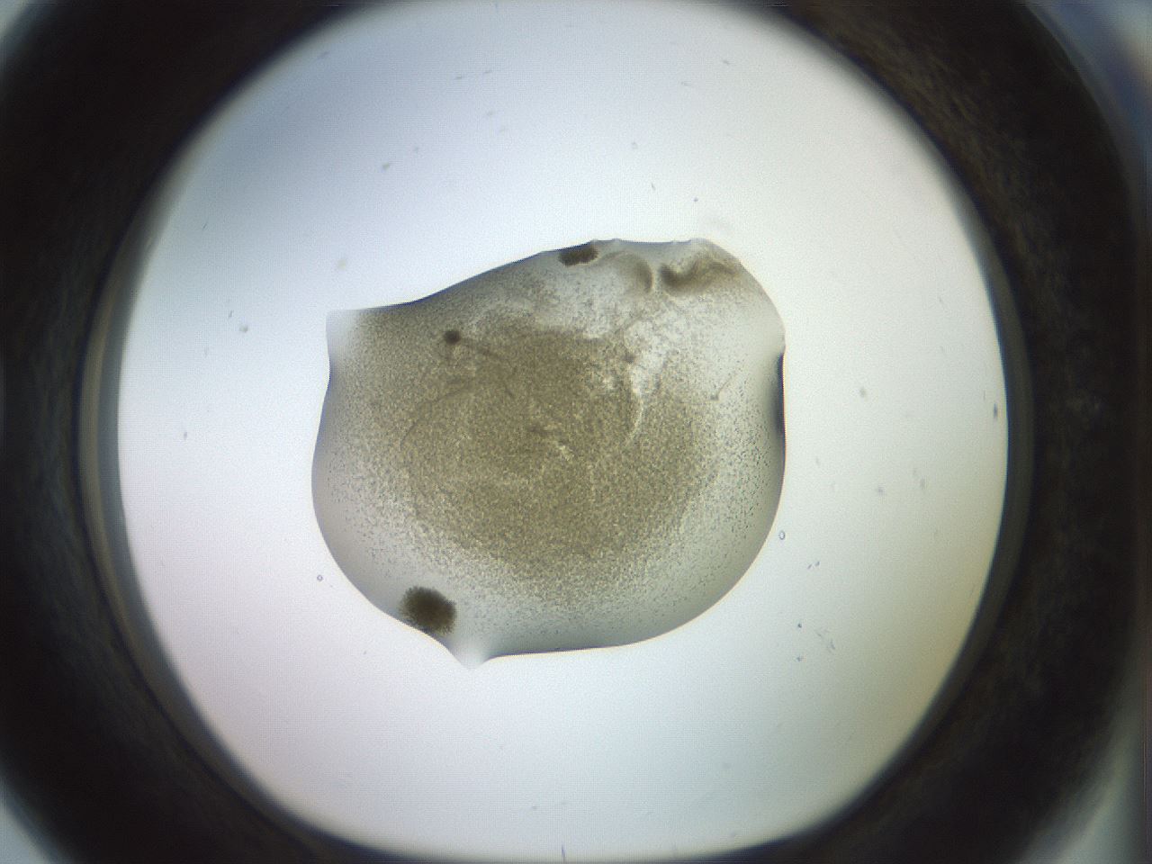 folderID909_plateID1909_batchID8142_wellNum80_profileID1_d1_r127650_ef.jpg