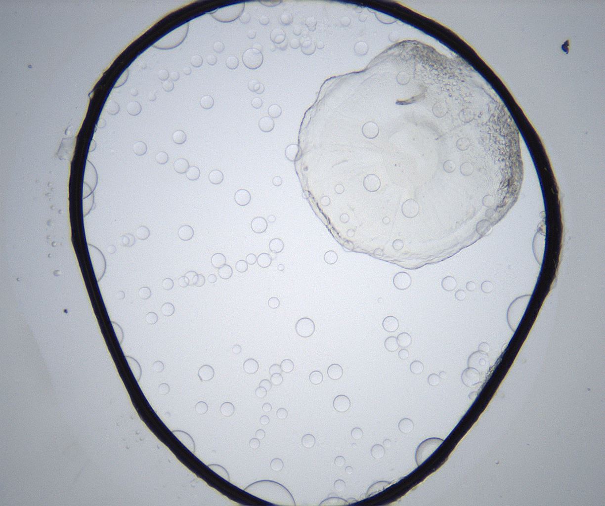 folderID658_plateID2658_batchID13495_wellNum13_profileID1_d1_r211911_ef.jpg
