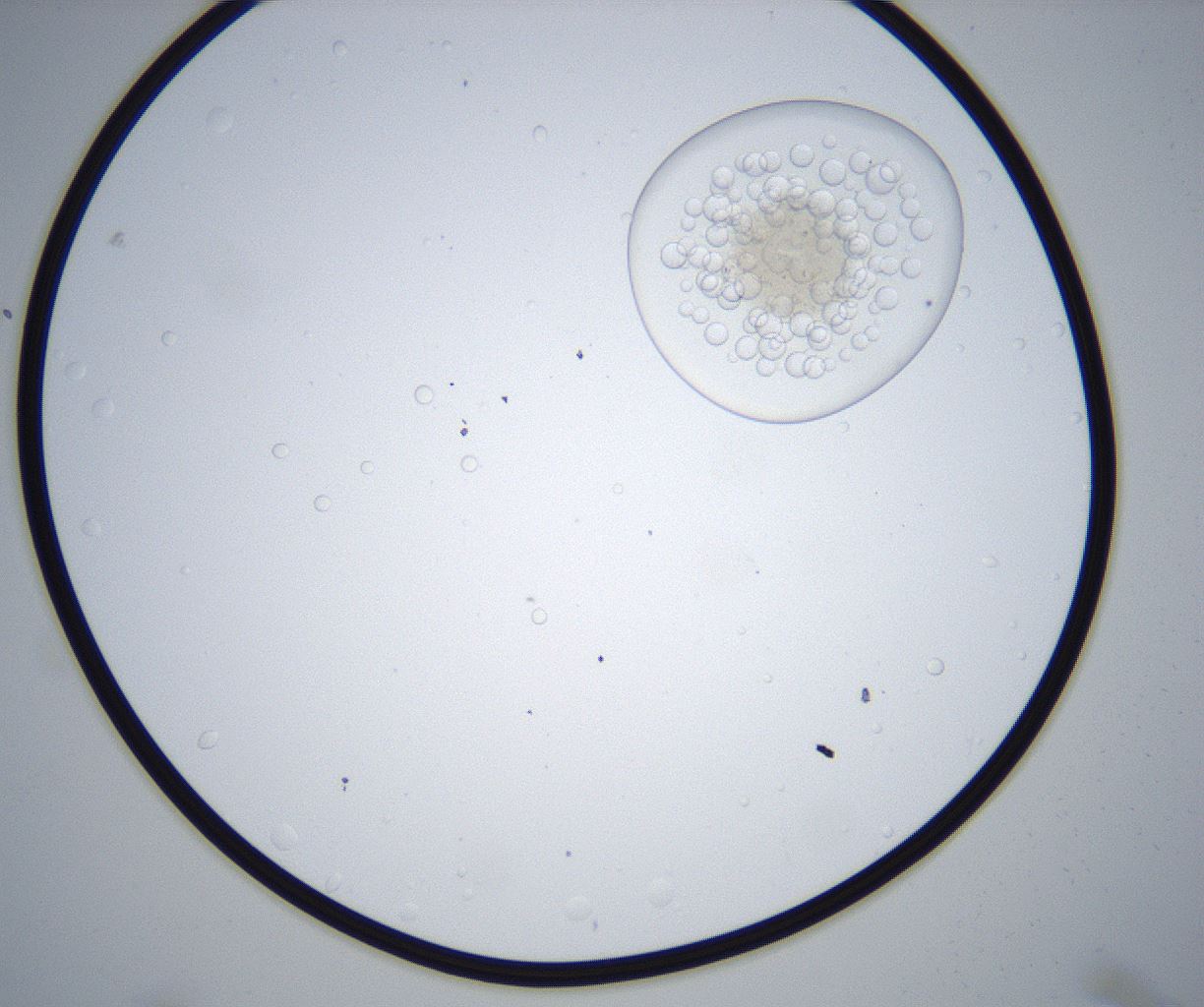 folderID659_plateID2659_batchID13496_wellNum15_profileID1_d1_r212107_ef.jpg