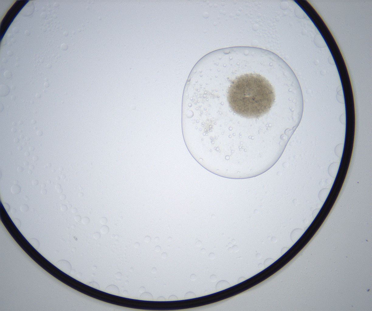 folderID659_plateID2659_batchID13496_wellNum80_profileID1_d1_r212237_ef.jpg