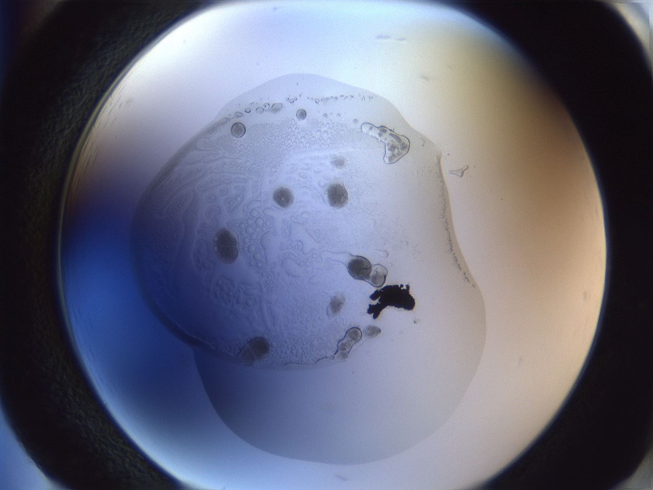 folderID83_plateID1083_batchID2491_wellNum85_profileID1_d2_r49502_ef.jpg