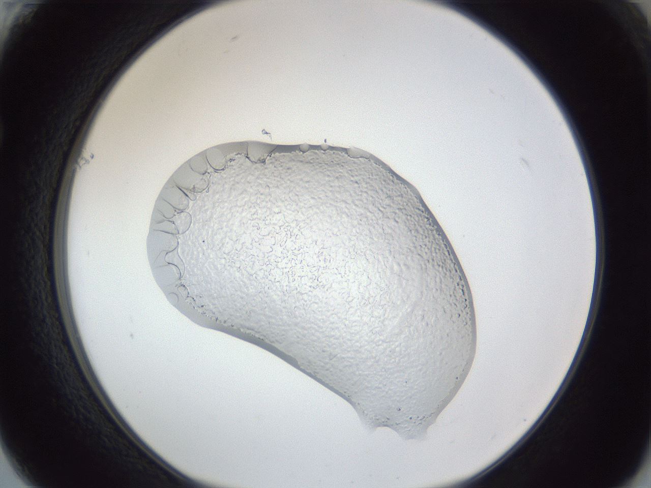 folderID88_plateID1088_batchID2505_wellNum61_profileID1_d1_r51757_ef.jpg