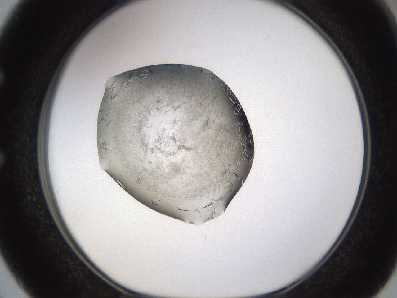 folderID634_plateID2634_batchID13212_wellNum50_profileID1_d1_r209484_ef.jpg
