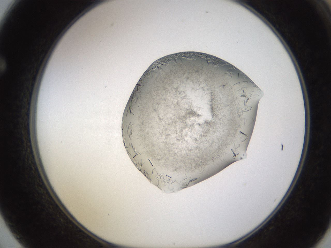 folderID634_plateID2634_batchID13212_wellNum62_profileID1_d1_r209508_ef.jpg