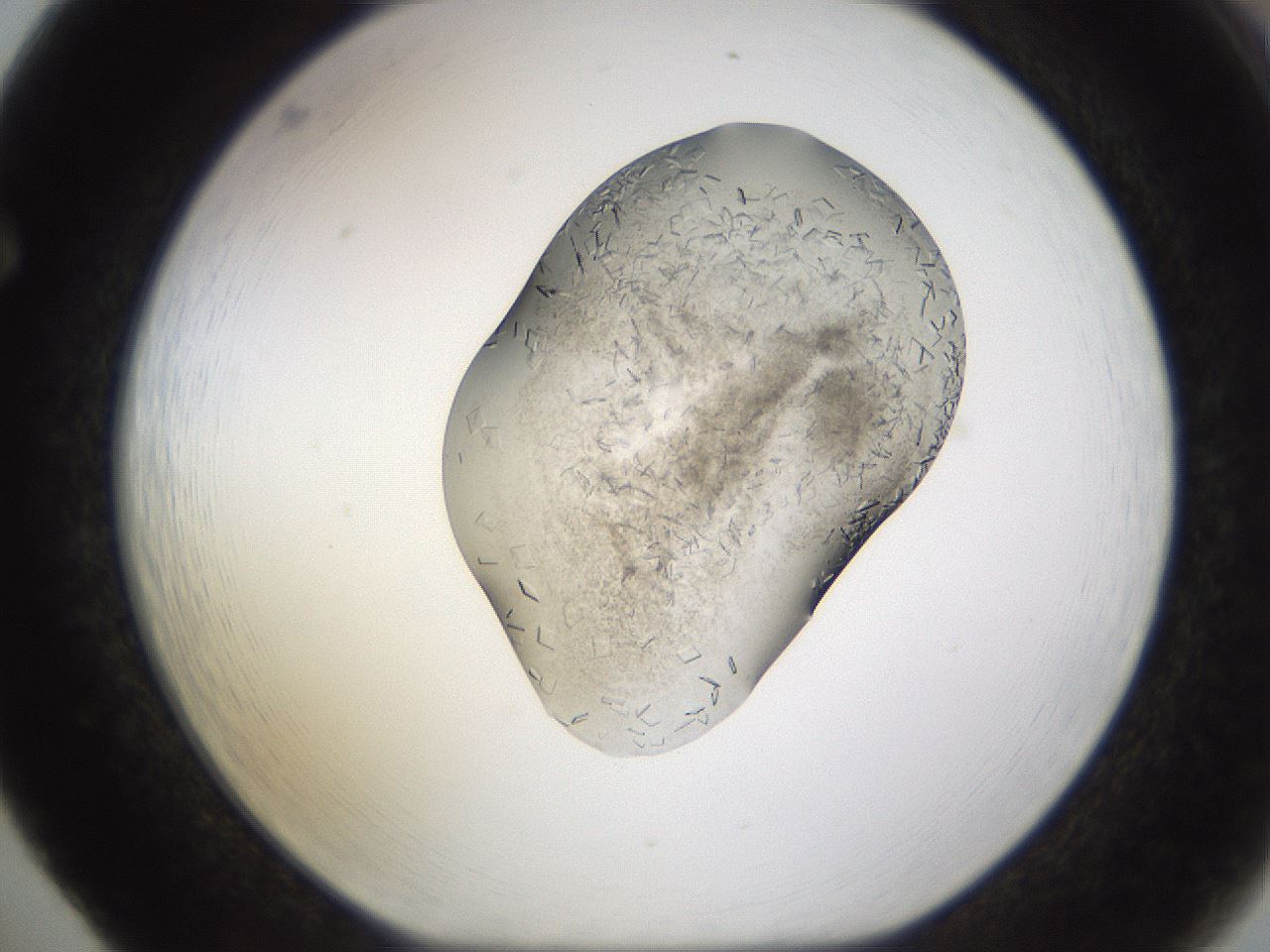 folderID634_plateID2634_batchID13212_wellNum65_profileID1_d1_r209514_ef.jpg