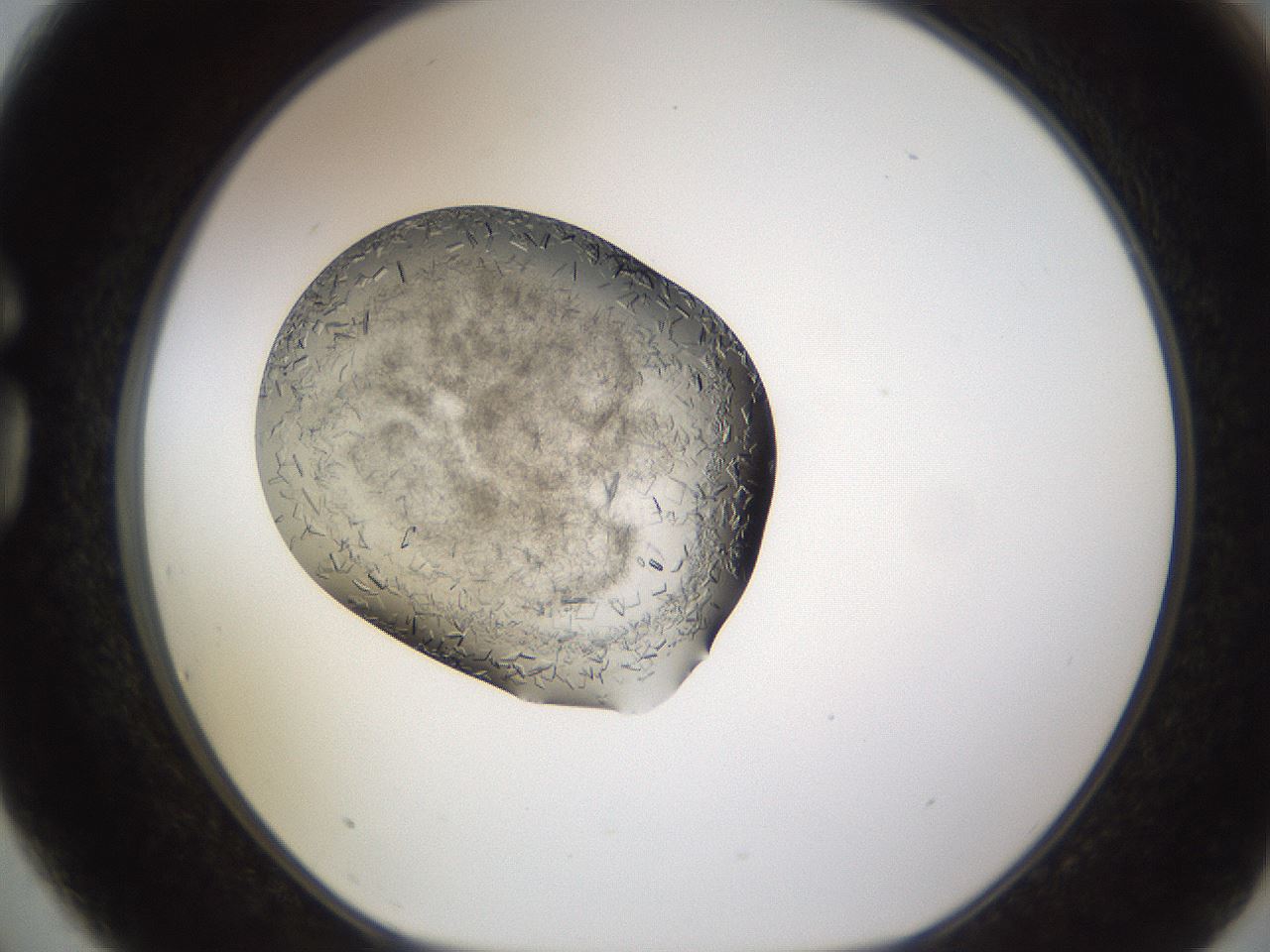 folderID634_plateID2634_batchID13212_wellNum75_profileID1_d1_r209534_ef.jpg