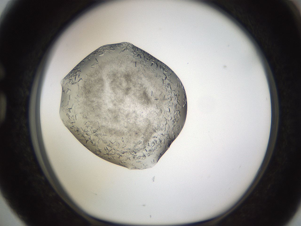 folderID634_plateID2634_batchID13212_wellNum76_profileID1_d1_r209536_ef.jpg