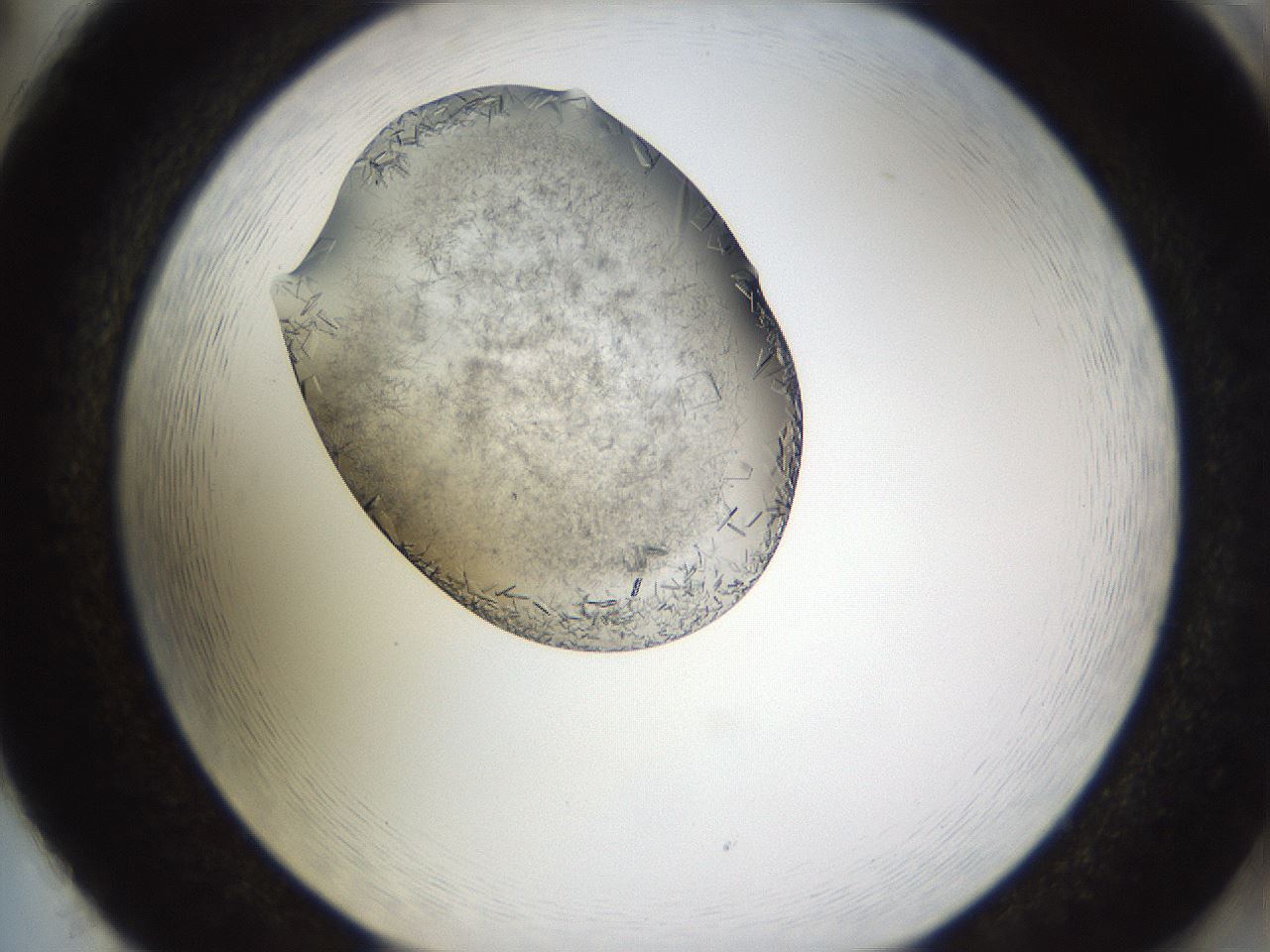 folderID634_plateID2634_batchID13212_wellNum86_profileID1_d2_r209557_ef.jpg