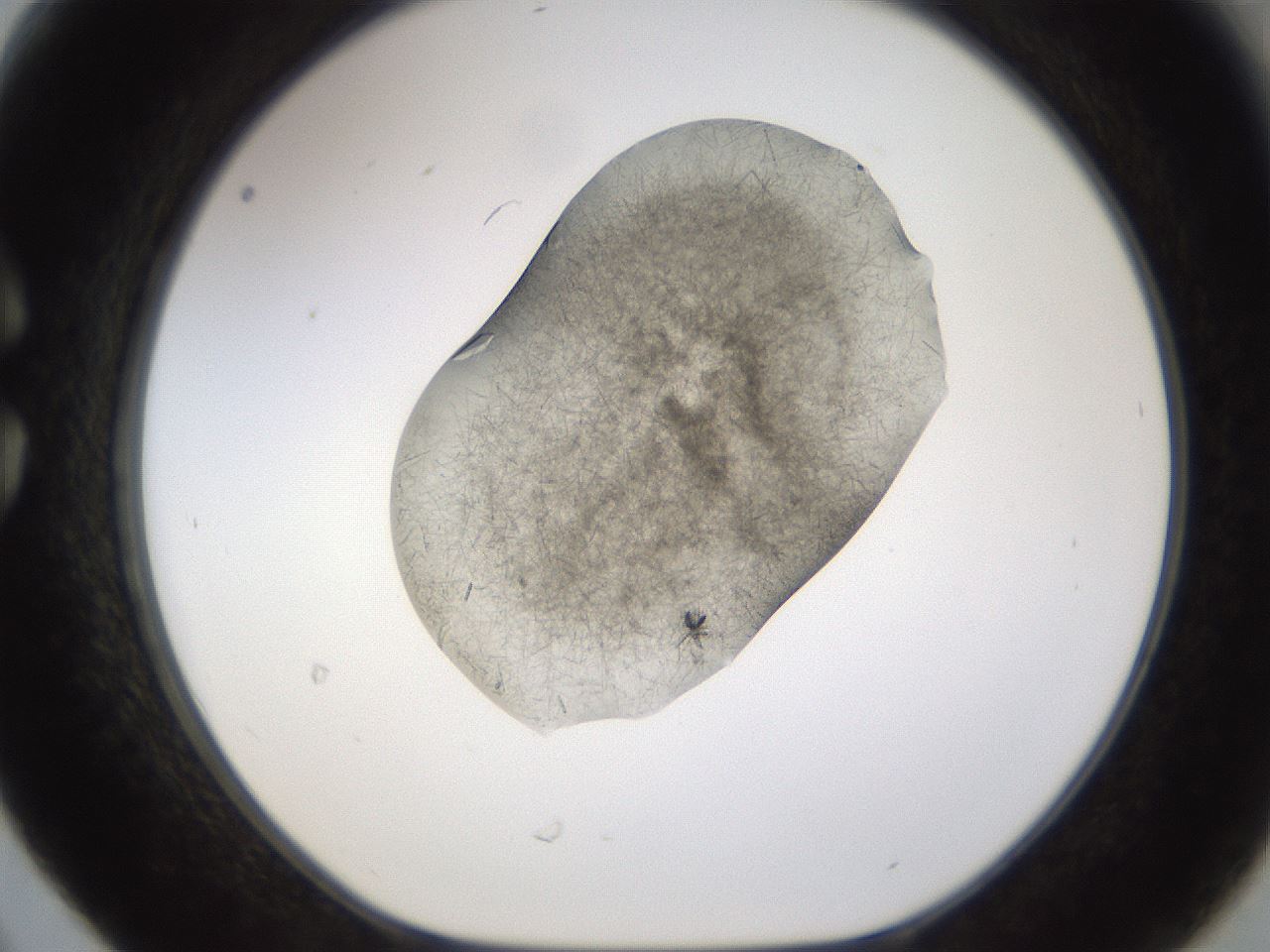 folderID635_plateID2635_batchID13214_wellNum30_profileID1_d1_r210596_ef.jpg