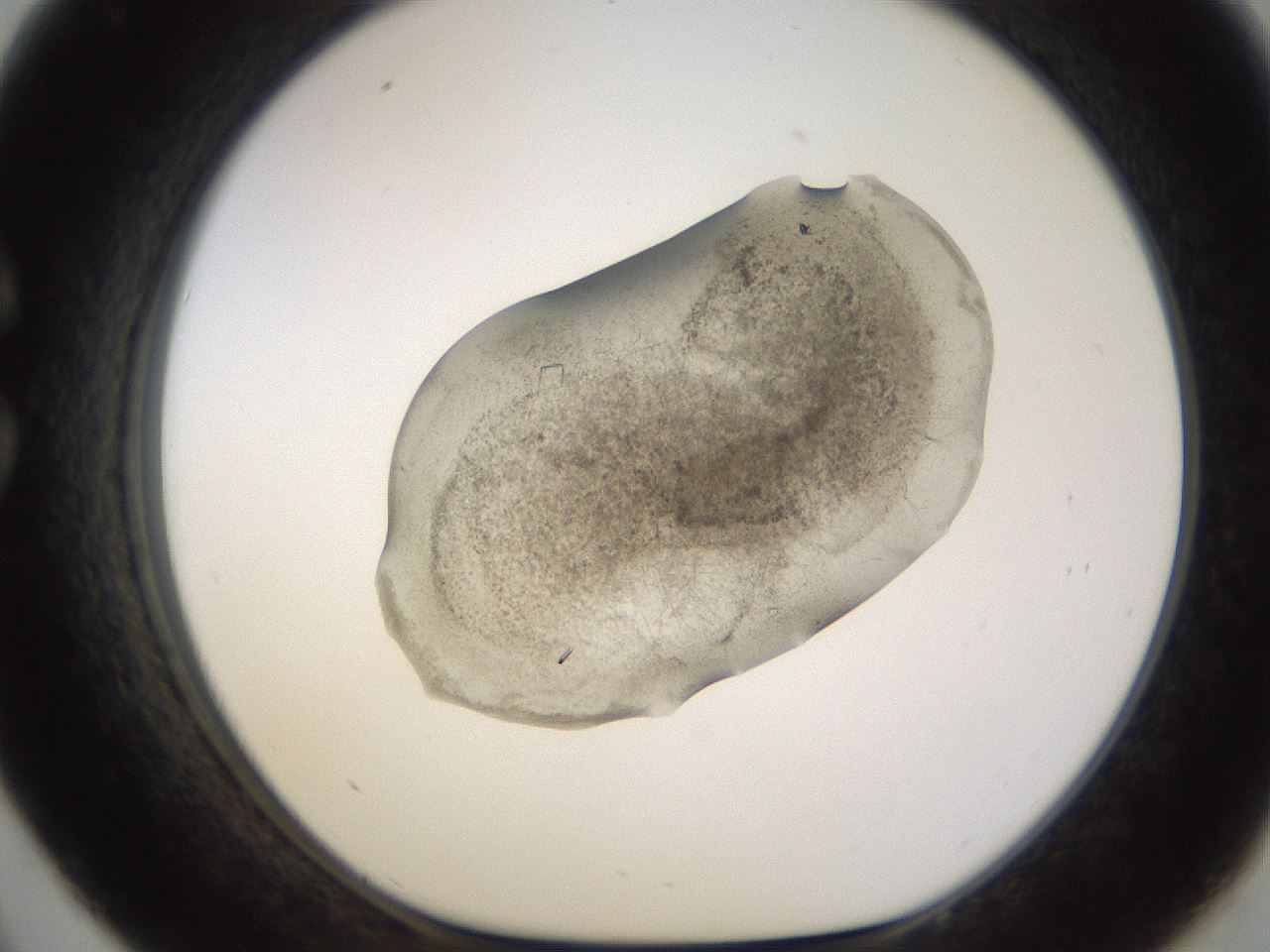 folderID635_plateID2635_batchID13214_wellNum33_profileID1_d1_r210602_ef.jpg