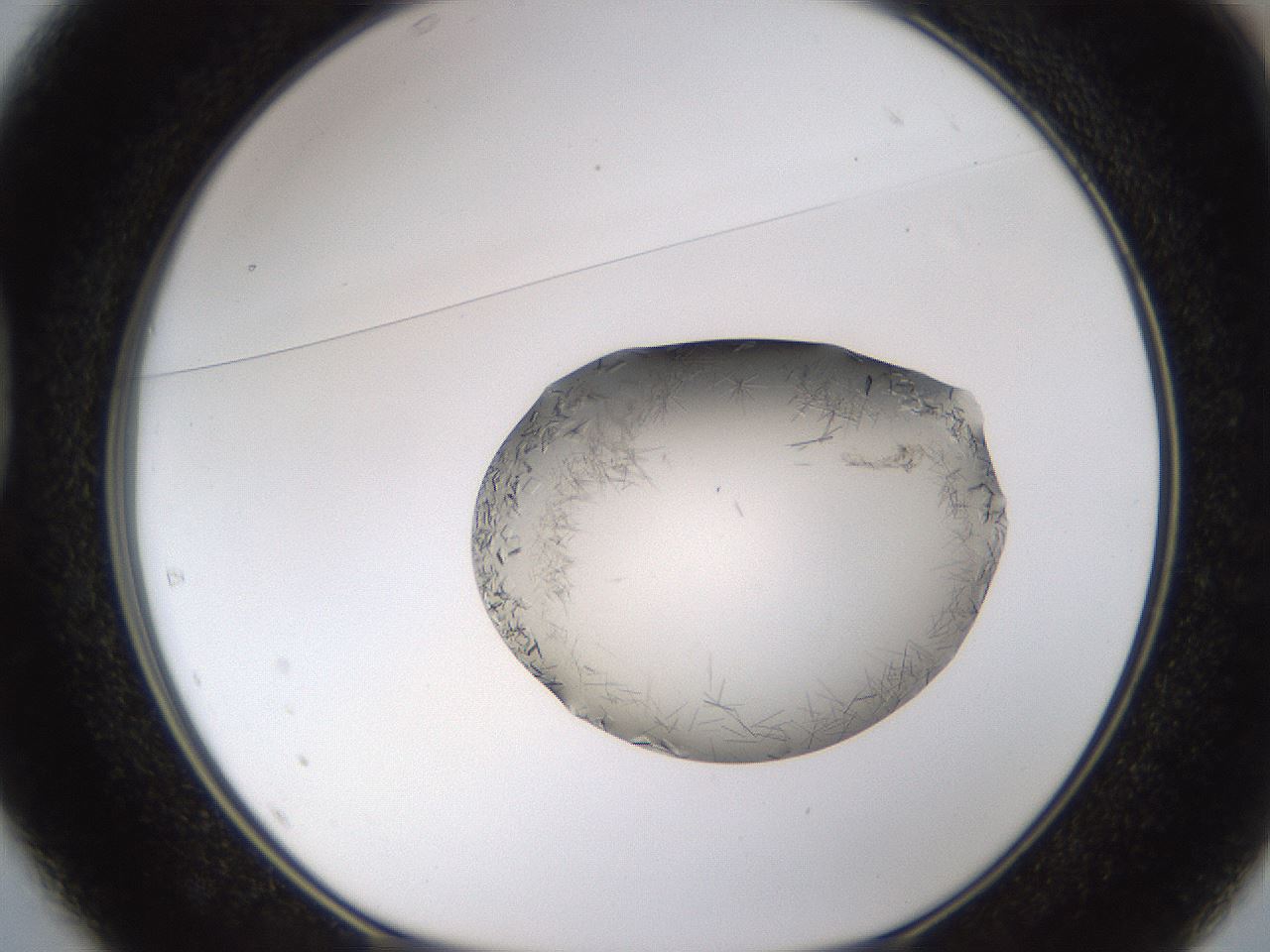 folderID635_plateID2635_batchID13214_wellNum37_profileID1_d1_r210610_ef.jpg