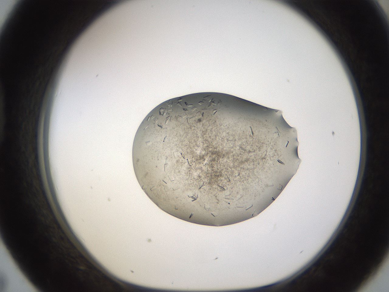 folderID635_plateID2635_batchID13214_wellNum43_profileID1_d1_r210622_ef.jpg