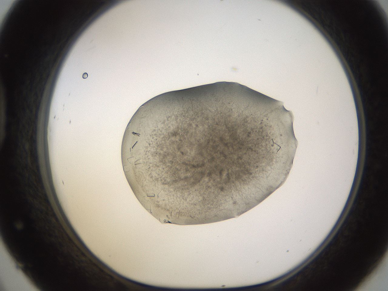 folderID635_plateID2635_batchID13214_wellNum45_profileID1_d1_r210626_ef.jpg