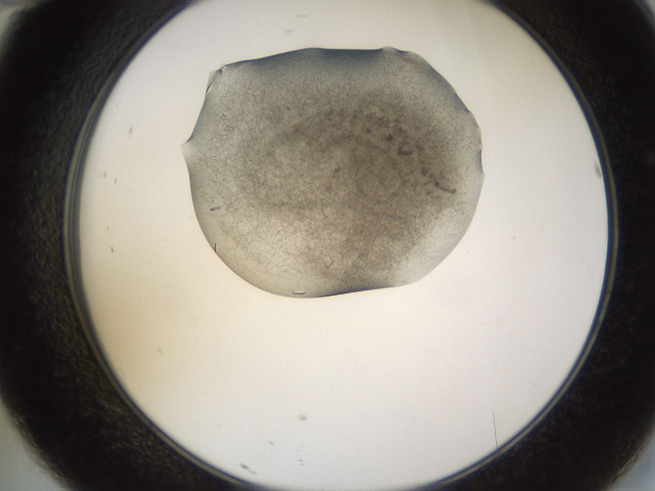folderID635_plateID2635_batchID13214_wellNum46_profileID1_d2_r210629_ef.jpg