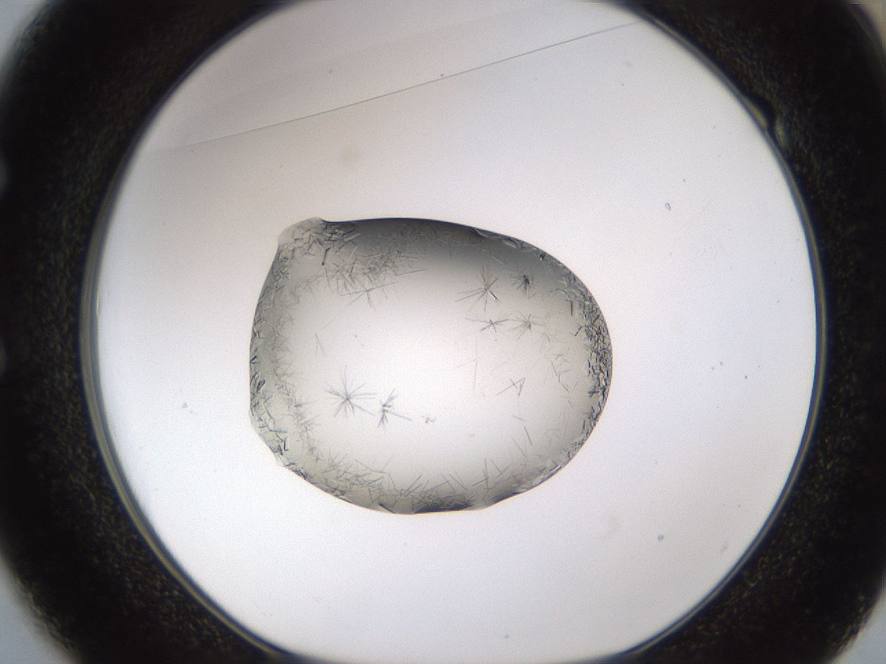folderID635_plateID2635_batchID13214_wellNum49_profileID1_d1_r210634_ef.jpg