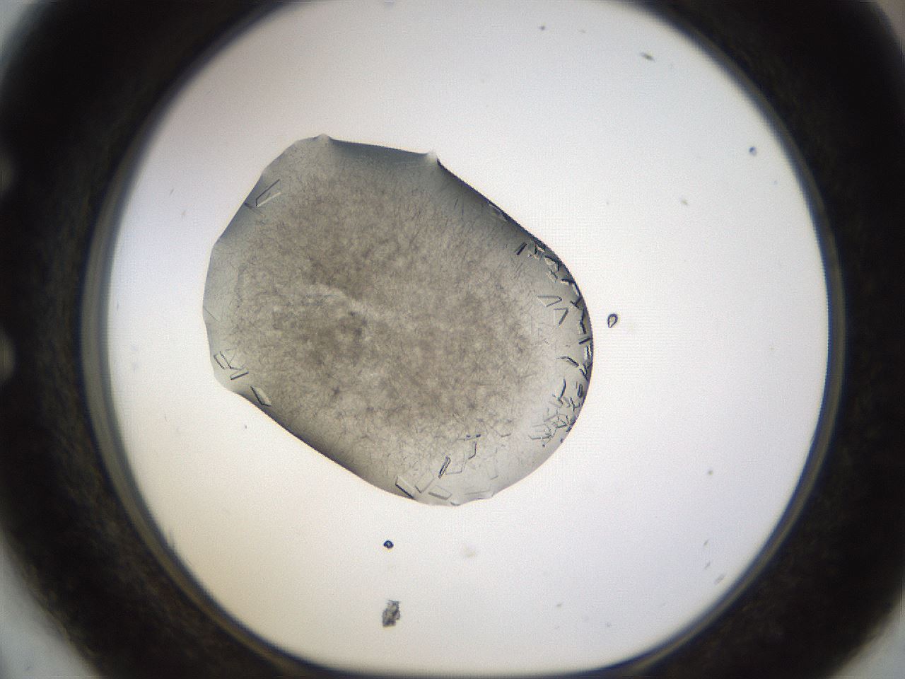 folderID635_plateID2635_batchID13214_wellNum54_profileID1_d1_r210644_ef.jpg
