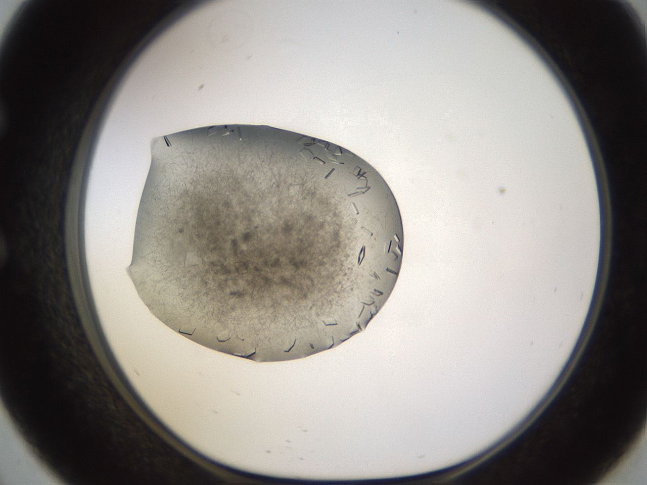 folderID635_plateID2635_batchID13214_wellNum57_profileID1_d1_r210650_ef.jpg