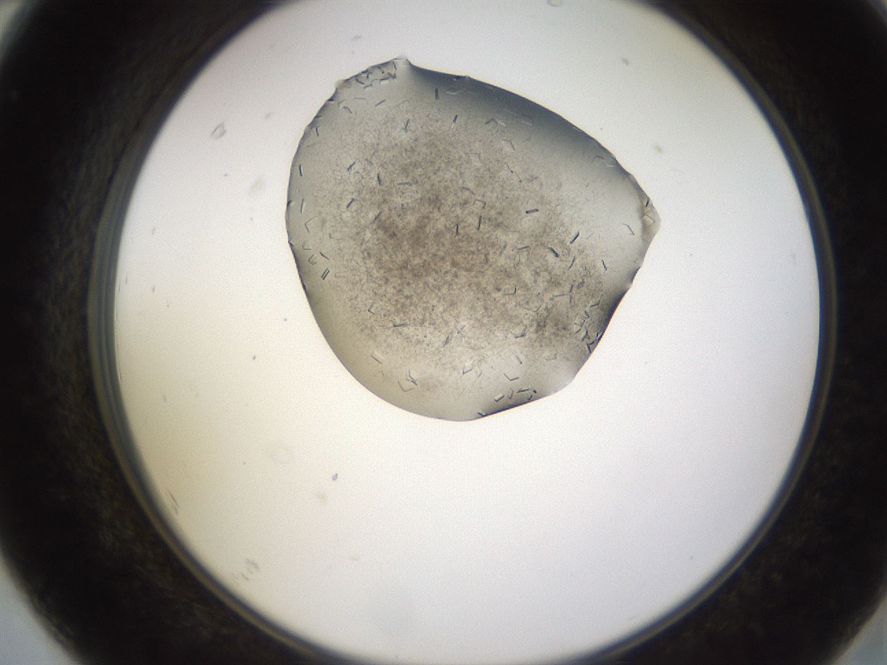folderID635_plateID2635_batchID13214_wellNum67_profileID1_d2_r210671_ef.jpg