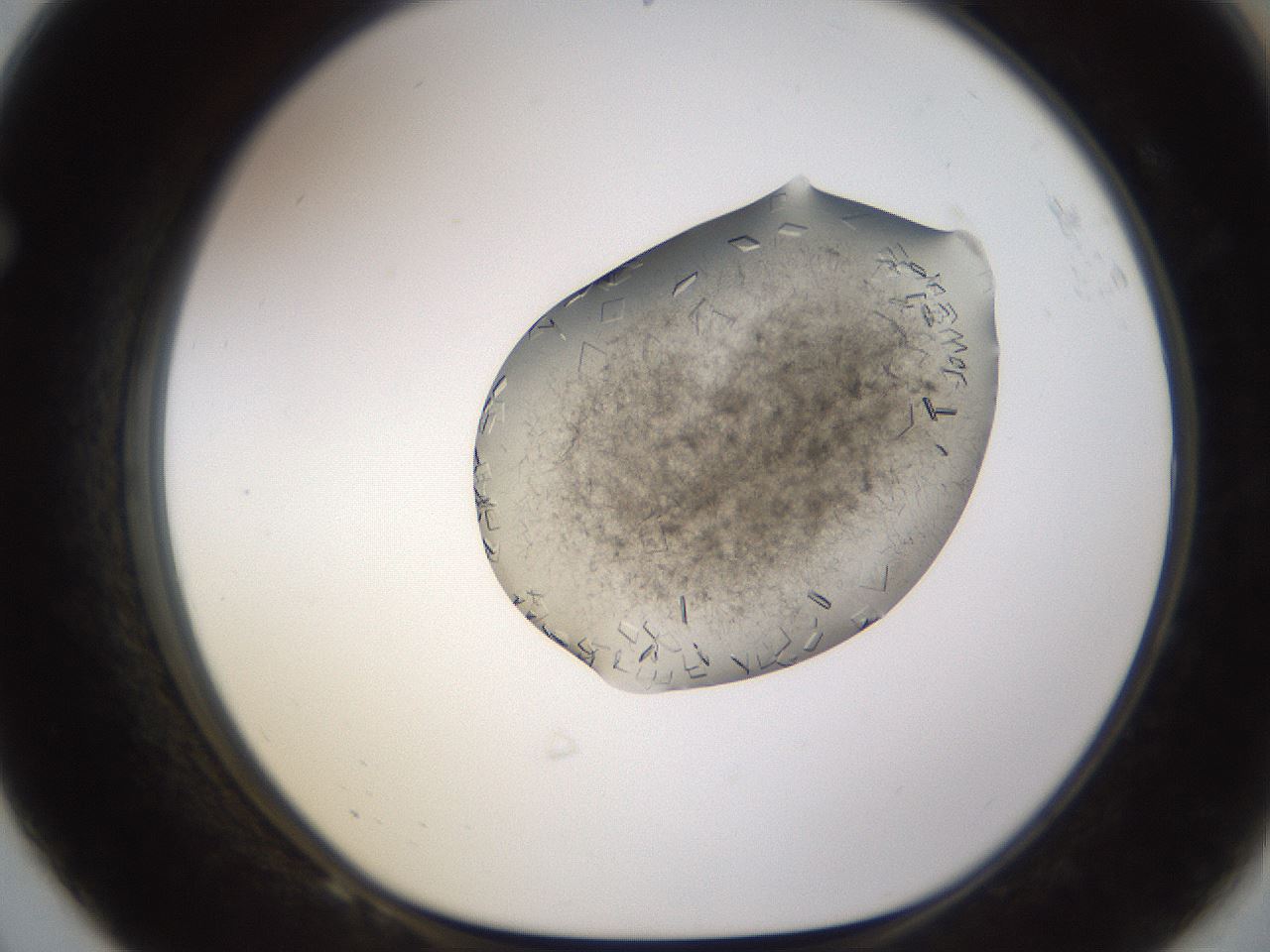 folderID635_plateID2635_batchID13214_wellNum68_profileID1_d1_r210672_ef.jpg