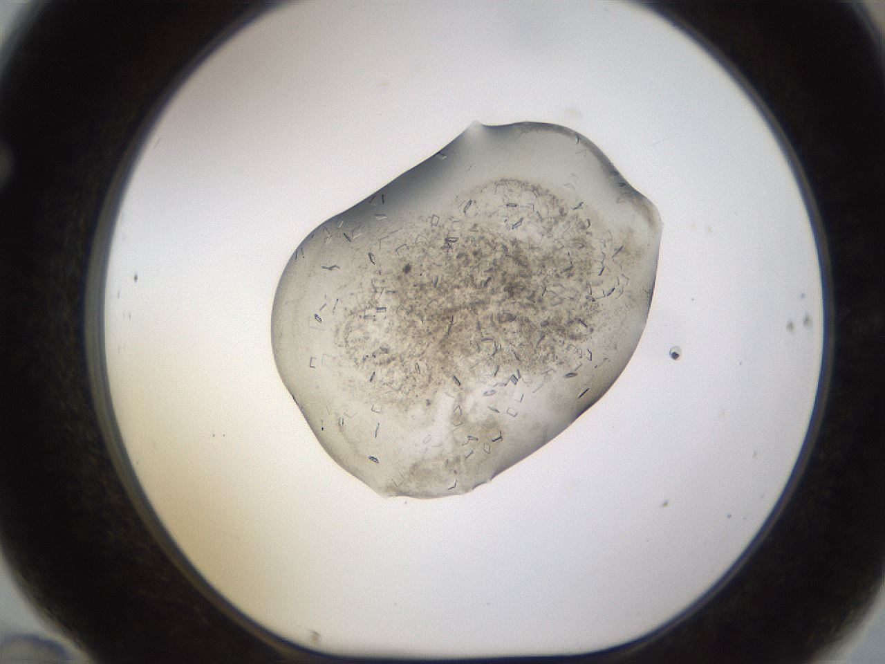 folderID635_plateID2635_batchID13214_wellNum70_profileID1_d1_r210676_ef.jpg