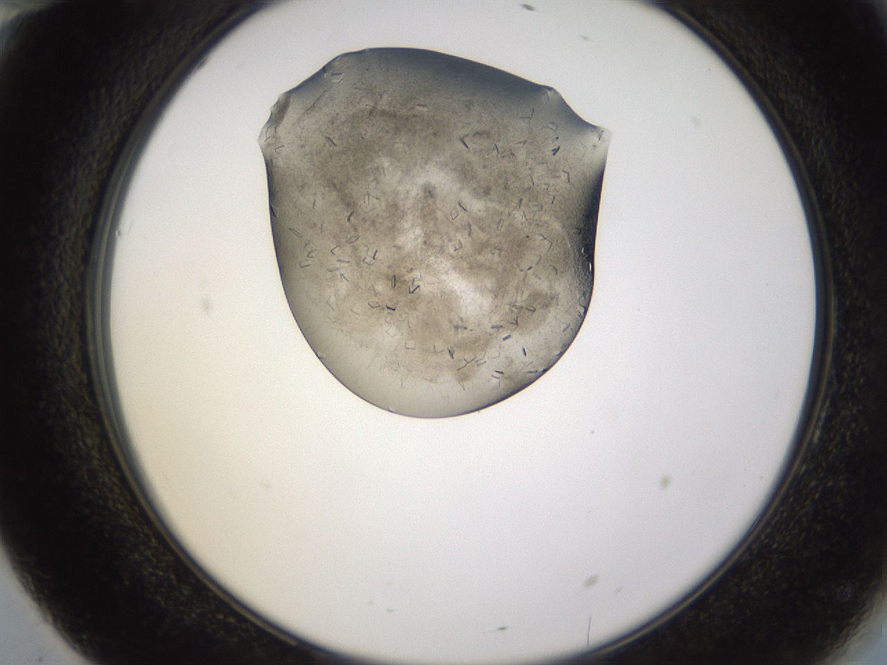 folderID635_plateID2635_batchID13214_wellNum70_profileID1_d2_r210677_ef.jpg