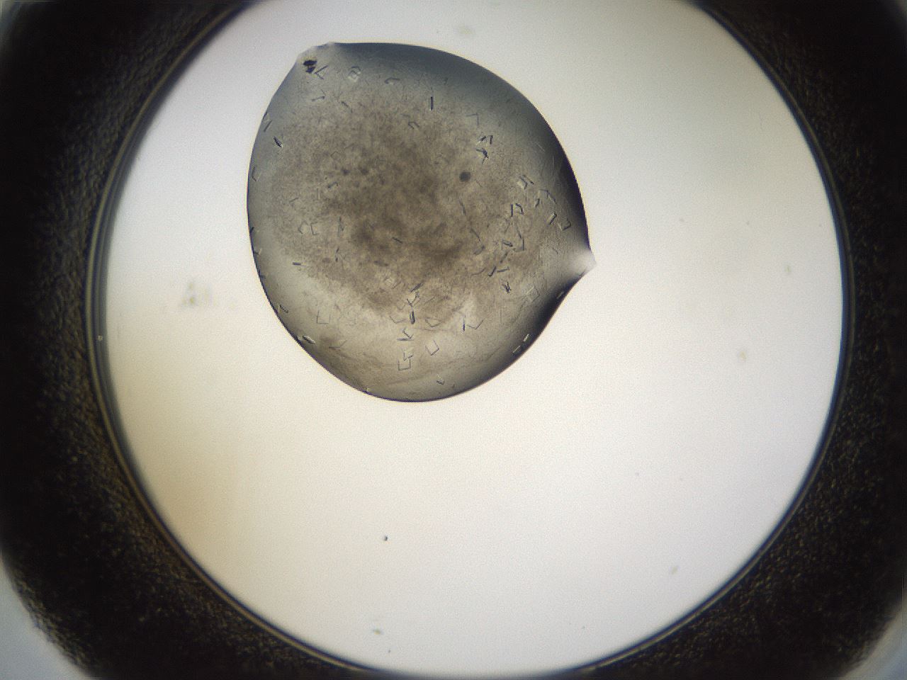 folderID635_plateID2635_batchID13214_wellNum71_profileID1_d2_r210679_ef.jpg