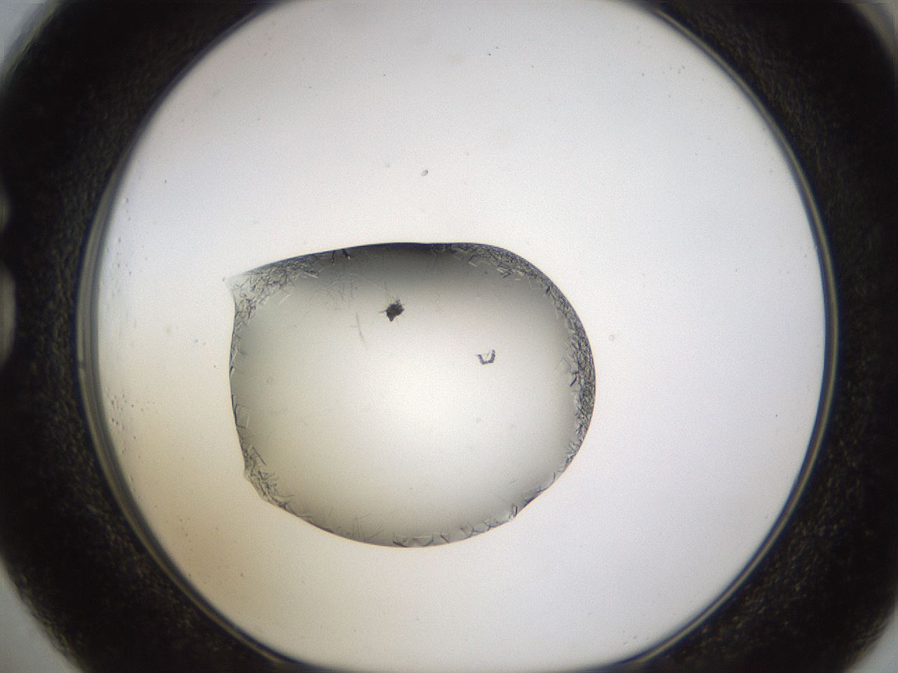 folderID635_plateID2635_batchID13214_wellNum73_profileID1_d1_r210682_ef.jpg
