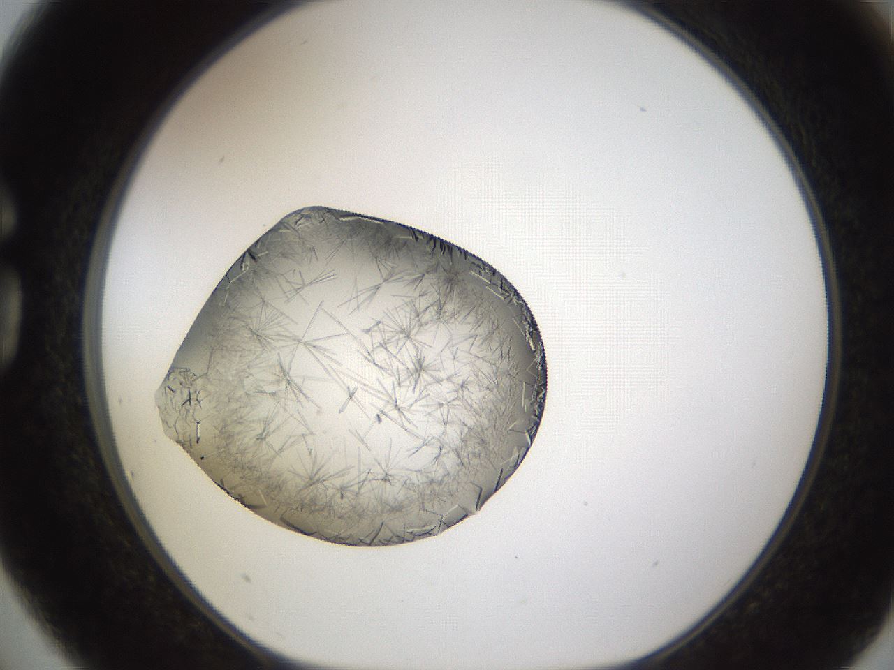 folderID635_plateID2635_batchID13214_wellNum75_profileID1_d1_r210686_ef.jpg