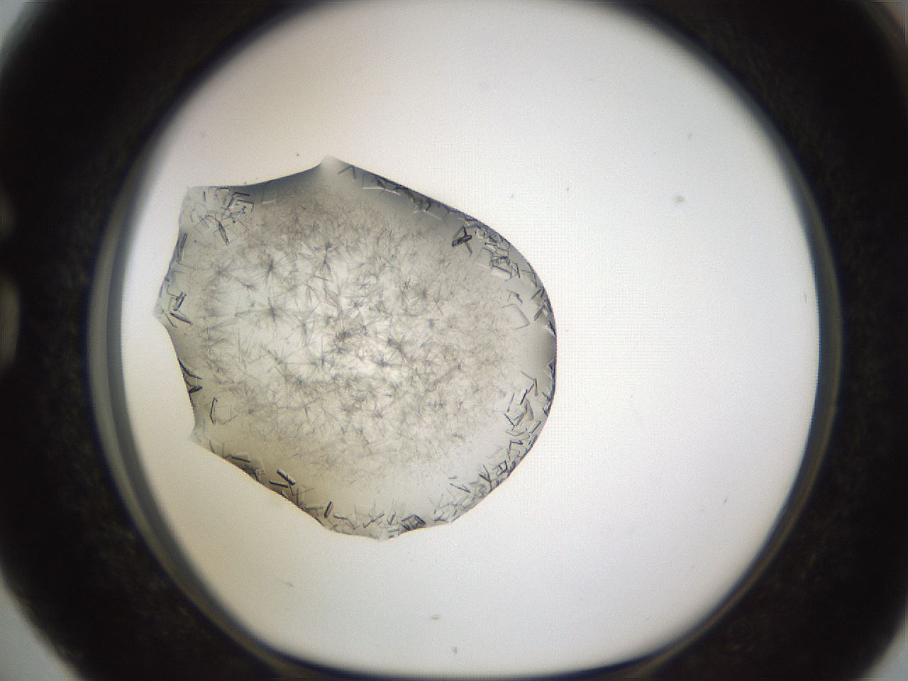 folderID635_plateID2635_batchID13214_wellNum76_profileID1_d1_r210688_ef.jpg