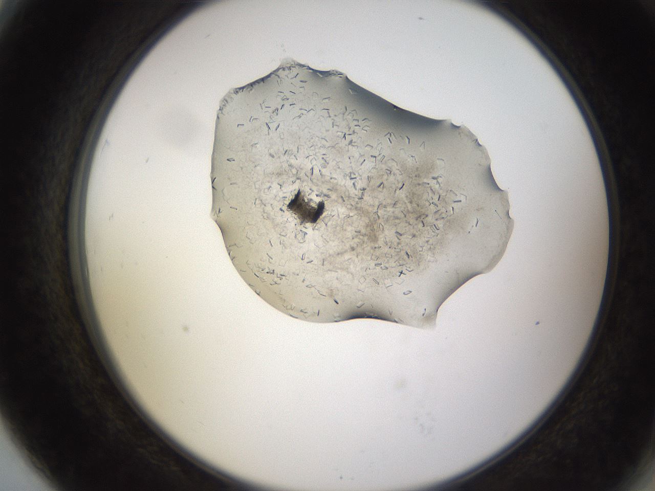 folderID635_plateID2635_batchID13214_wellNum79_profileID1_d2_r210695_ef.jpg