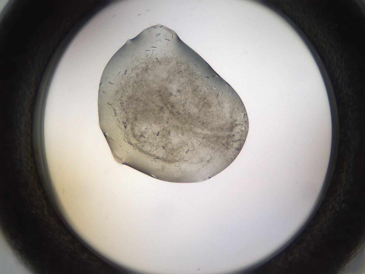 folderID635_plateID2635_batchID13214_wellNum80_profileID1_d2_r210697_ef.jpg