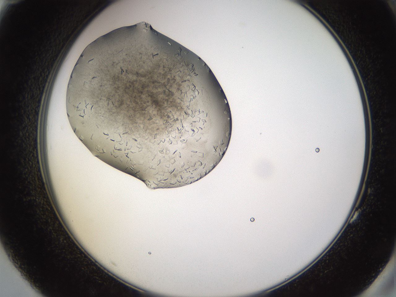 folderID635_plateID2635_batchID13214_wellNum83_profileID1_d2_r210703_ef.jpg