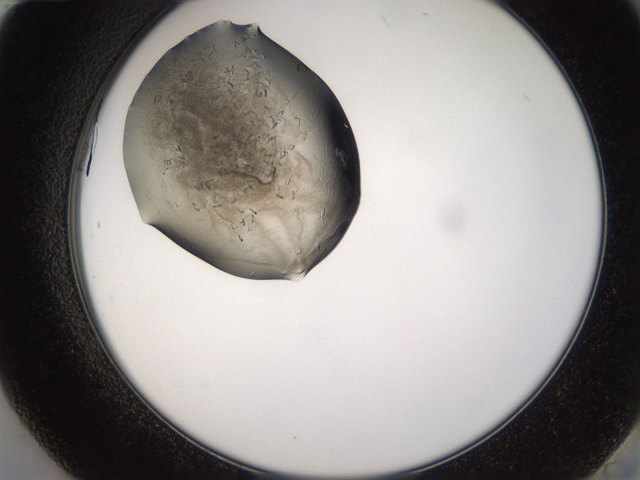 folderID635_plateID2635_batchID13214_wellNum84_profileID1_d2_r210705_ef.jpg