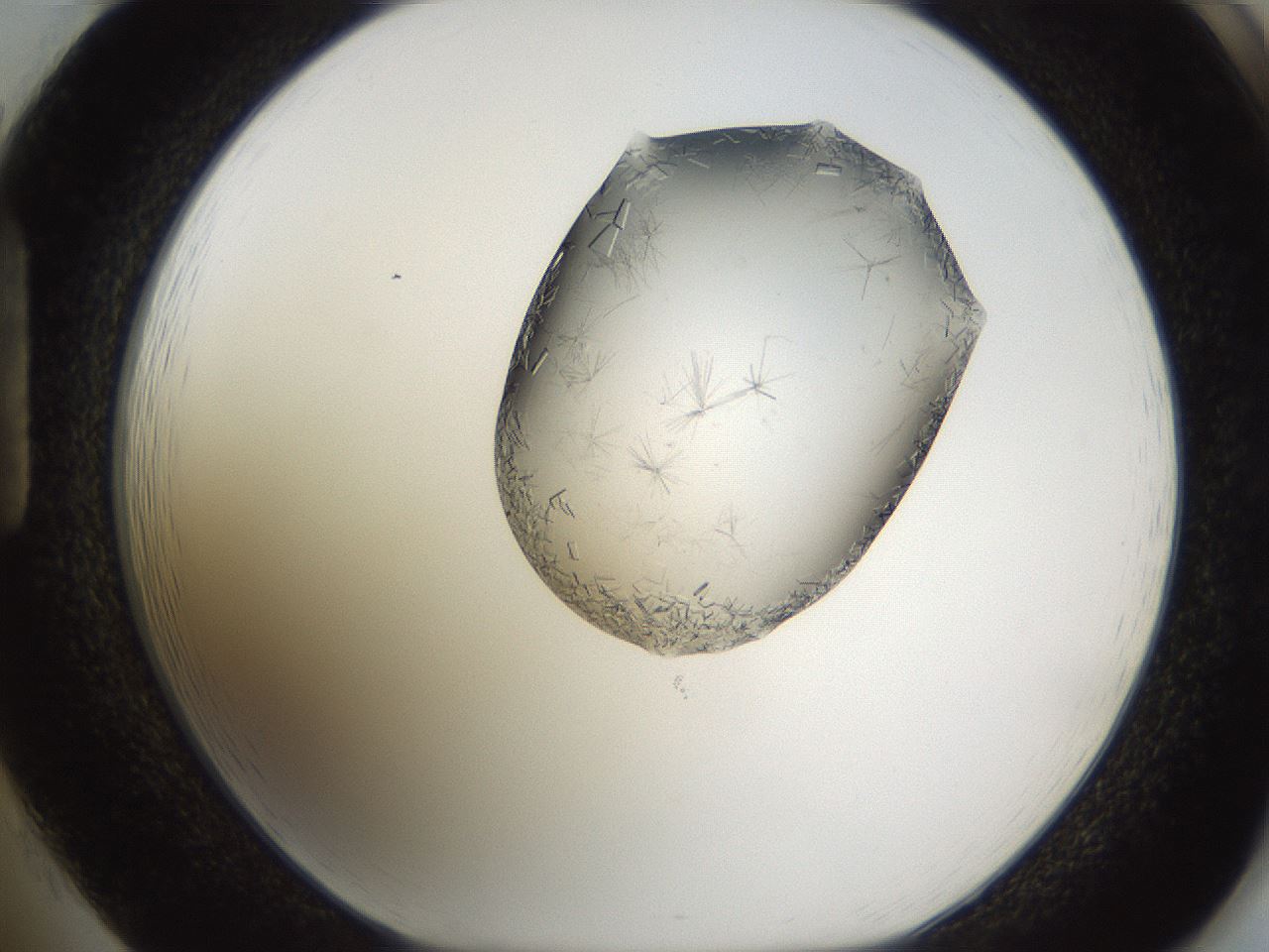 folderID635_plateID2635_batchID13214_wellNum85_profileID1_d1_r210706_ef.jpg